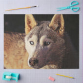 smartmix animal seidenpapier (Basteln)