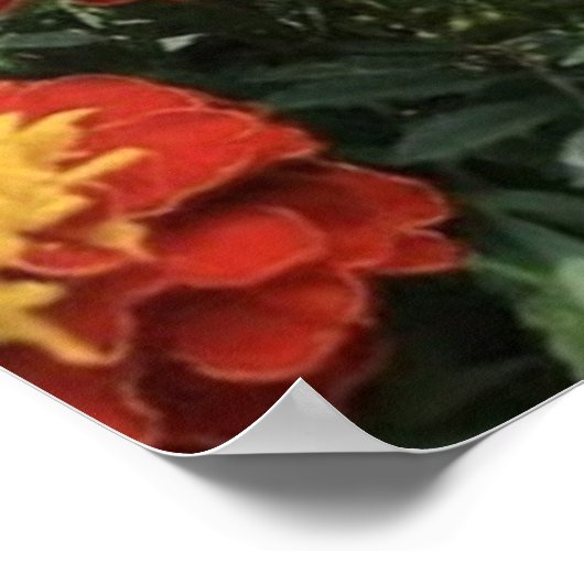 Smell the Flowers  Poster (Ecke)