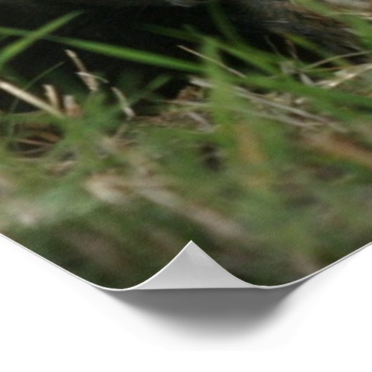 Smelly Skunk Poster (Ecke)