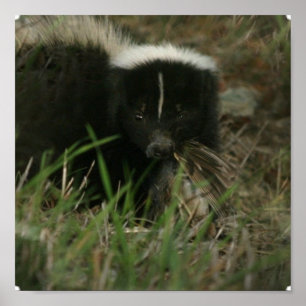 Smelly Skunk Poster