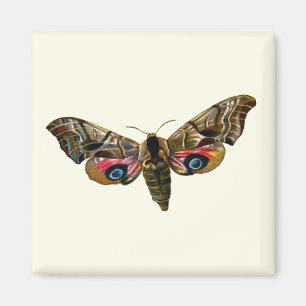 Smerinthus ocellata - Eyed Hawk-Moth - Color Image Magnet