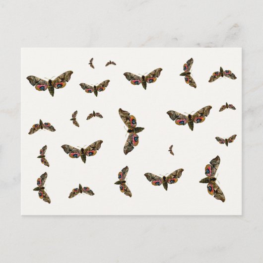 Smerinthus ocellata - Eyed Hawk-Moth - Color Image Postkarte (Vorderseite)