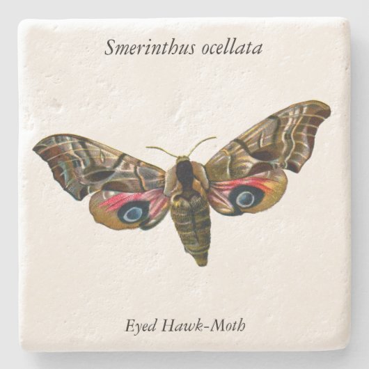 Smerinthus ocellata - Eyed Hawk-Moth - Color Image Steinuntersetzer (Vorderseite)