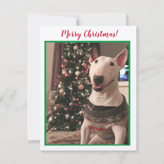 Smilch Bull Terrier Weihnachtskarte (Vorderseite)