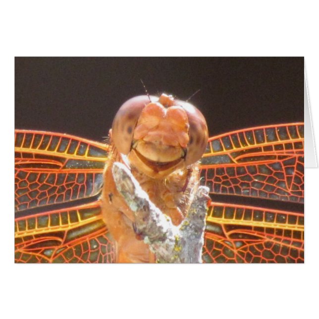 Smiler (Vorderseite (Horizontal))