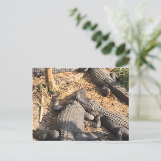 Smilin' Alligator Postkarte (Stehend Vorderseite)