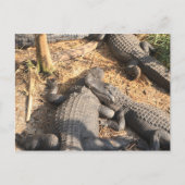 Smilin' Alligator Postkarte (Vorderseite)