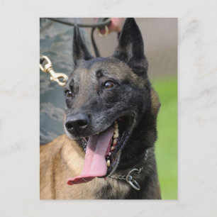 Smiling Belgian Malinois Dog Postkarte