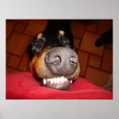 SMILING DOBERMAN POSTER (Vorne)