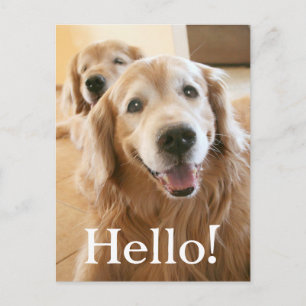 Smiling Golden Retriever Hello Postkarte