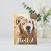 Smiling Golden Retriever Postkarte (Stehend Vorderseite)