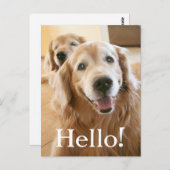 Smiling Golden Retriever Postkarte (Vorne/Hinten)