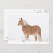 Smiling Palomino Horse in the Snow Postkarte (Vorne/Hinten)