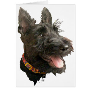 Smiling Scottish Terrier