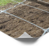 Smiling Zebra Poster (Ecke)