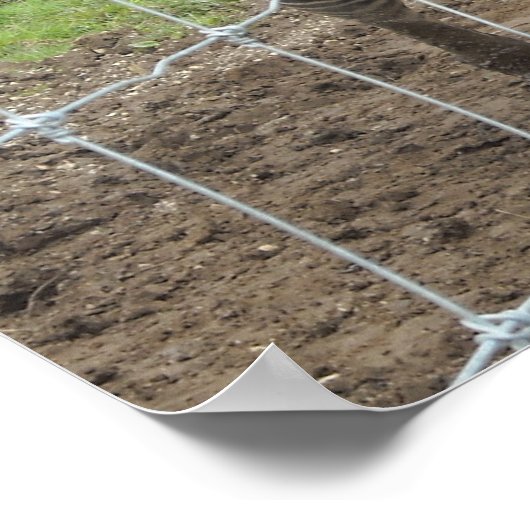 Smiling Zebra Poster (Ecke)