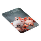 Smithsonian | Flamingos im Schnee Magnet (Rechte Seite)