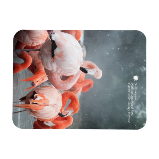 Smithsonian | Flamingos im Schnee Magnet (Horizontal)