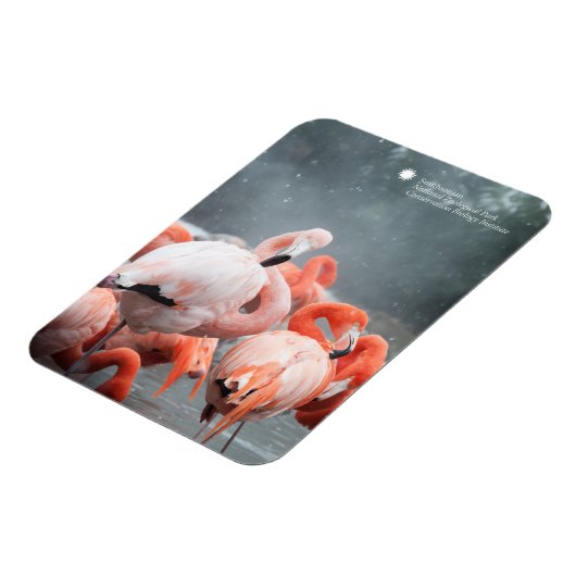 Smithsonian | Flamingos im Schnee Magnet (Linke Seite)
