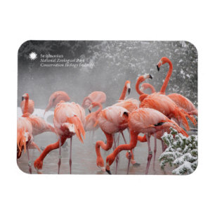 Smithsonian   Flamingos im Schnee Magnet