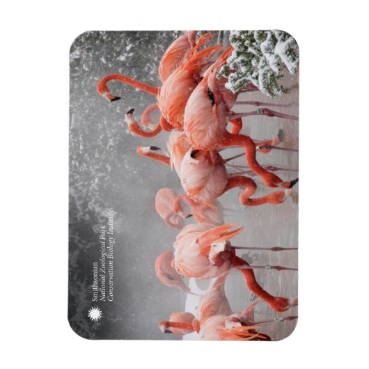 Smithsonian | Flamingos im Schnee Magnet (Vertikal)