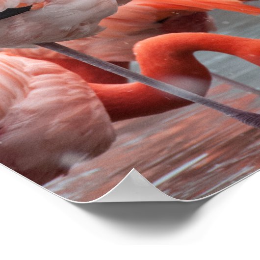Smithsonian | Flamingos im Schnee Poster (Ecke)