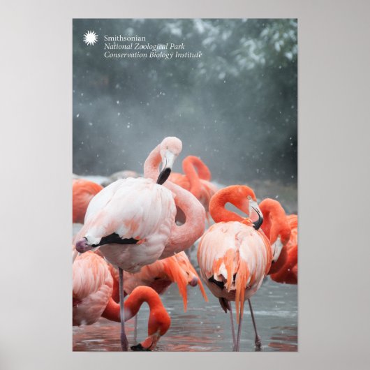 Smithsonian | Flamingos im Schnee Poster (Vorne)