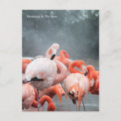 Smithsonian | Flamingos im Schnee Postkarte (Vorderseite)