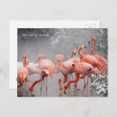 Smithsonian | Flamingos im Schnee Postkarte (Vorne/Hinten)