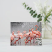 Smithsonian | Flamingos im Schnee Postkarte (Stehend Vorderseite)