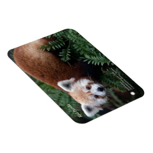 Smithsonian | Red Panda Magnet (Rechte Seite)