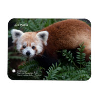 Smithsonian | Red Panda