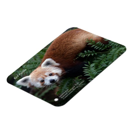 Smithsonian | Red Panda Magnet (Linke Seite)