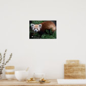 Smithsonian | Red Panda Poster (Küche)