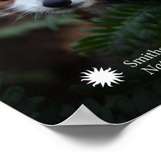 Smithsonian | Red Panda Poster (Ecke)