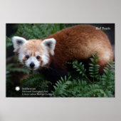 Smithsonian | Red Panda Poster (Vorne)