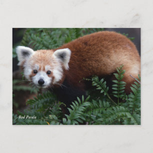 Smithsonian   Red Panda Postkarte