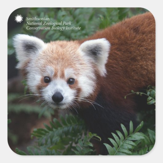 Smithsonian | Red Panda Quadratischer Aufkleber (Vorderseite)