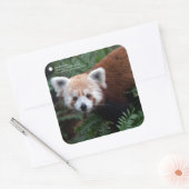 Smithsonian | Red Panda Quadratischer Aufkleber (Umschlag)