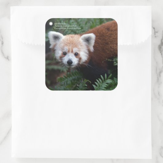 Smithsonian | Red Panda Quadratischer Aufkleber (Tasche)
