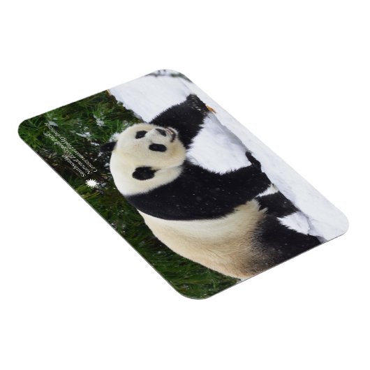 Smithsonian | Riesenpandas im Schnee Magnet (Rechte Seite)