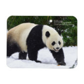 Smithsonian | Riesenpandas im Schnee Magnet (Horizontal)