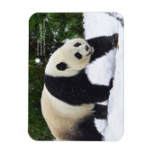 Smithsonian | Riesenpandas im Schnee Magnet (Vertikal)