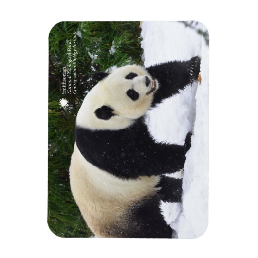 Smithsonian | Riesenpandas im Schnee Magnet (Vertikal)