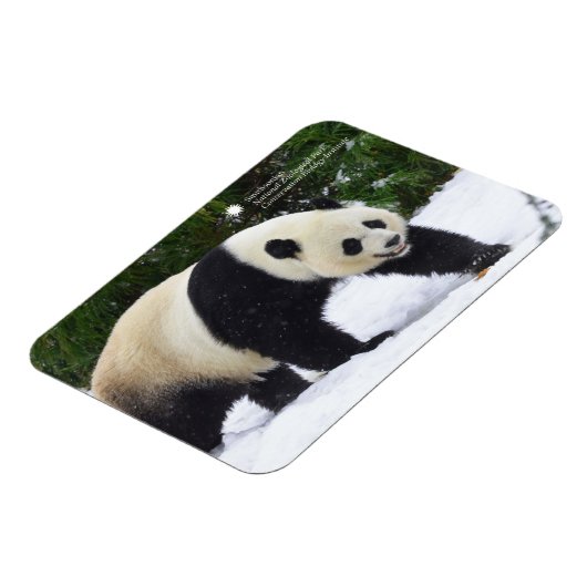 Smithsonian | Riesenpandas im Schnee Magnet (Linke Seite)