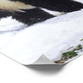 Smithsonian | Riesenpandas im Schnee Poster (Ecke)