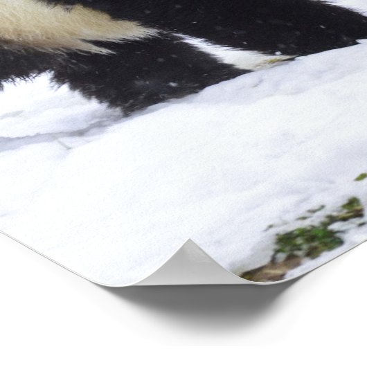 Smithsonian | Riesenpandas im Schnee Poster (Ecke)