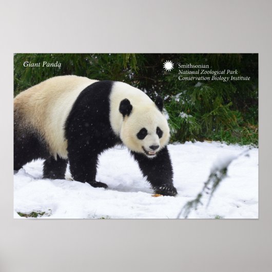 Smithsonian | Riesenpandas im Schnee Poster (Vorne)