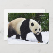 Smithsonian | Riesenpandas im Schnee Postkarte (Vorne/Hinten)