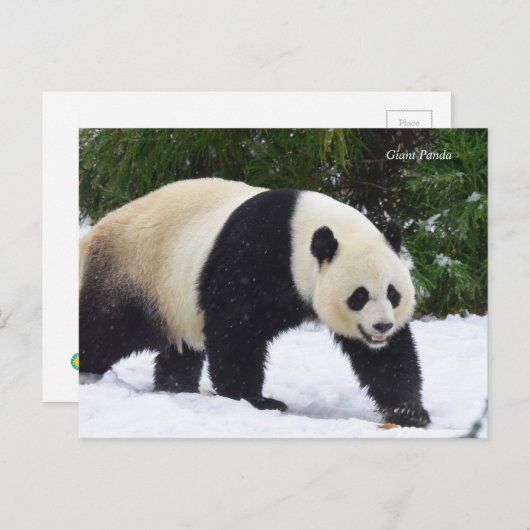 Smithsonian | Riesenpandas im Schnee Postkarte (Vorne/Hinten)